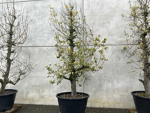 Perenboom leivorm in pvc pot(circa 300cm hoogte) - afbeelding 1 van  6