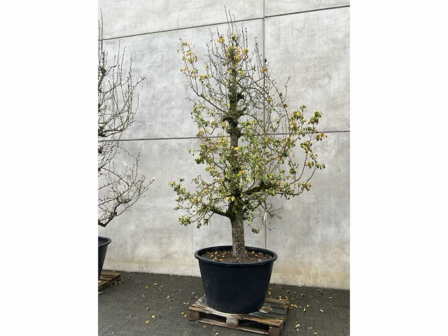 Perenboom leivorm in pvc pot(circa 300cm hoogte) - afbeelding 2 van  6