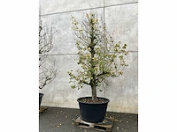 Perenboom leivorm in pvc pot(circa 300cm hoogte) - afbeelding 2 van  6