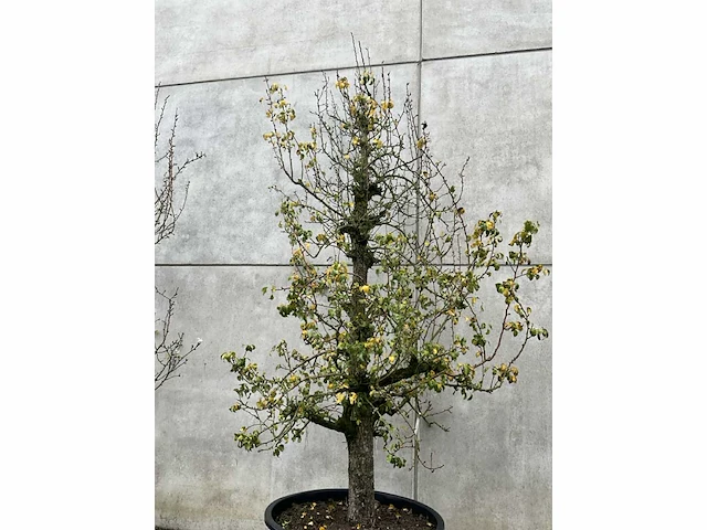 Perenboom leivorm in pvc pot(circa 300cm hoogte) - afbeelding 3 van  6