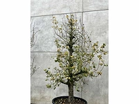 Perenboom leivorm in pvc pot(circa 300cm hoogte) - afbeelding 3 van  6