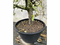 Perenboom leivorm in pvc pot(circa 300cm hoogte) - afbeelding 5 van  6