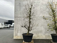 Perenboom leivorm in pvc pot(circa 300cm hoogte) - afbeelding 2 van  6