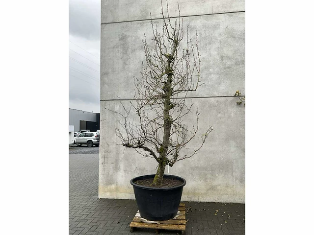 Perenboom leivorm in pvc pot(circa 300cm hoogte) - afbeelding 3 van  6