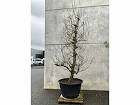 Perenboom leivorm in pvc pot(circa 300cm hoogte) - afbeelding 3 van  6