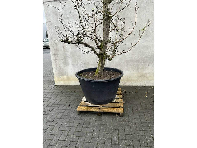 Perenboom leivorm in pvc pot(circa 300cm hoogte) - afbeelding 4 van  6