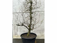 Perenboom leivorm in pvc pot(circa 300cm hoogte) - afbeelding 5 van  6