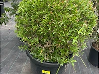 Philerea - afbeelding 1 van  2