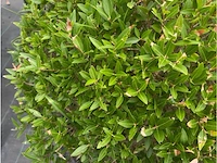 Philerea - afbeelding 2 van  2