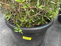 Philerea - afbeelding 1 van  3