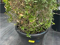 Philerea - afbeelding 2 van  3