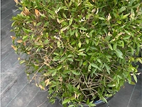 Philerea - afbeelding 3 van  3