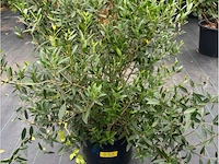 Philerea - afbeelding 1 van  2