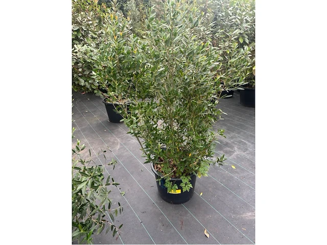 Philerea - afbeelding 1 van  2
