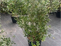Philerea - afbeelding 1 van  2