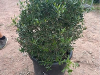 Philirea - afbeelding 2 van  2