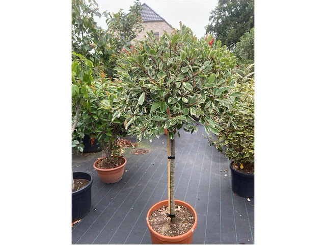 Phoetinea pink marble - afbeelding 1 van  1