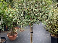 Phoetinea pink marble - afbeelding 1 van  1