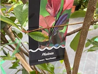 Phoetinea red robin op rek - afbeelding 2 van  2