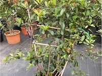 Phoetinea red robin op rek - afbeelding 1 van  2