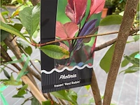 Phoetinea red robin op rek - afbeelding 2 van  2