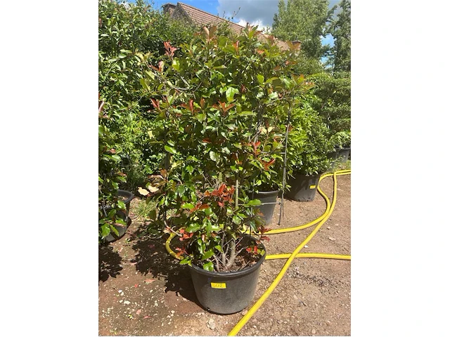 Photinia frasen red robin op rek - afbeelding 1 van  3