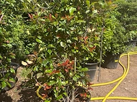Photinia frasen red robin op rek - afbeelding 1 van  3