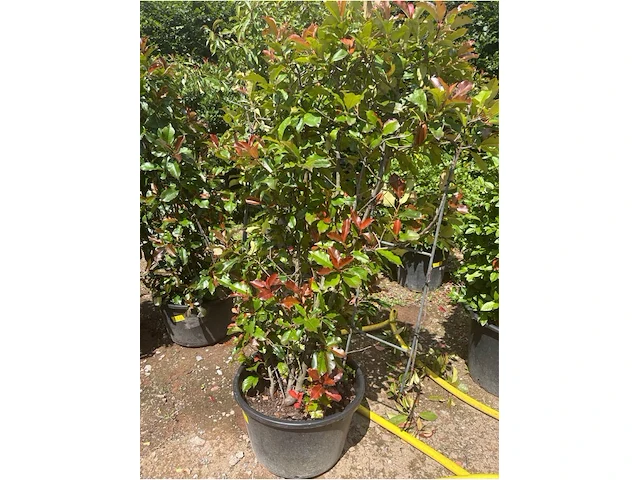 Photinia frasen red robin op rek - afbeelding 2 van  3