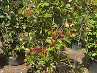 Photinia frasen red robin op rek - afbeelding 2 van  3