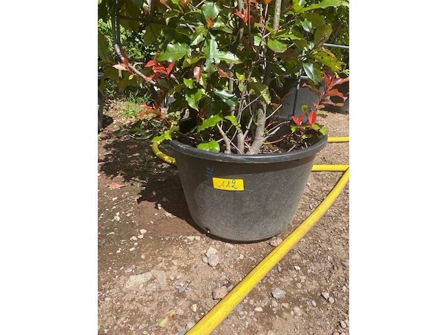 Photinia frasen red robin op rek - afbeelding 3 van  3