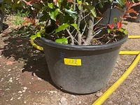 Photinia frasen red robin op rek - afbeelding 3 van  3