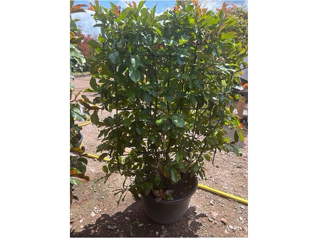 Photinia frasen red robin op rek - afbeelding 1 van  3