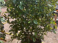 Photinia frasen red robin op rek - afbeelding 1 van  3