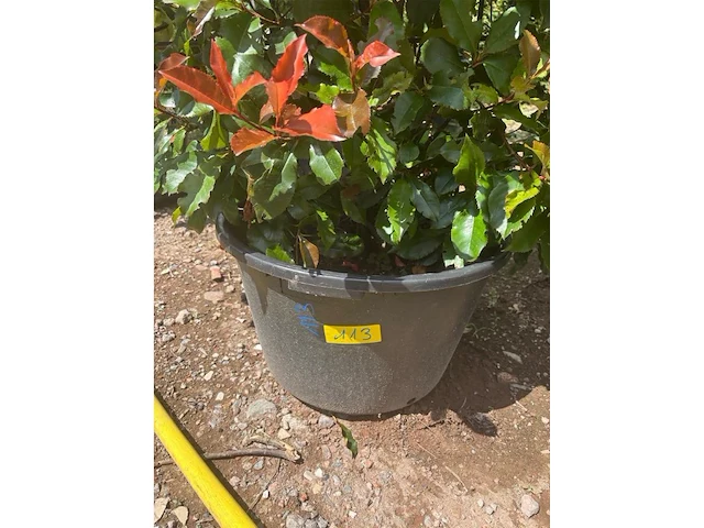 Photinia frasen red robin op rek - afbeelding 2 van  3