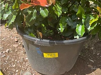 Photinia frasen red robin op rek - afbeelding 2 van  3
