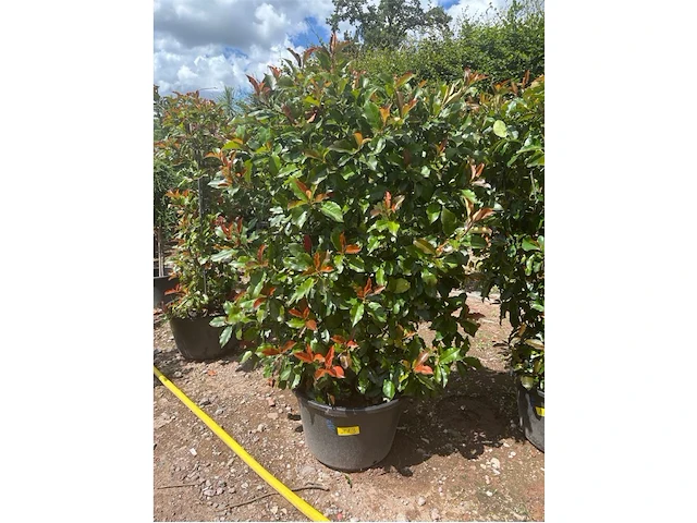 Photinia frasen red robin op rek - afbeelding 3 van  3
