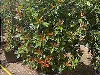 Photinia frasen red robin op rek - afbeelding 3 van  3