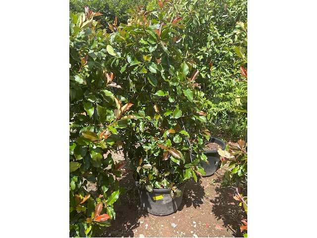 Photinia frasen red robin op rek - afbeelding 1 van  3