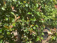 Photinia frasen red robin op rek - afbeelding 1 van  3