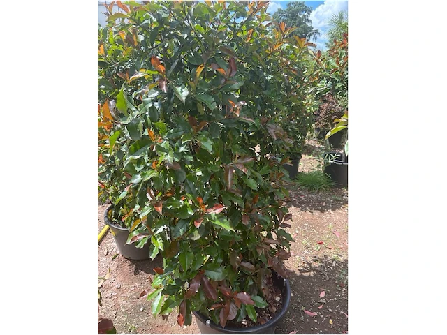 Photinia frasen red robin op rek - afbeelding 2 van  3
