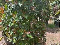 Photinia frasen red robin op rek - afbeelding 2 van  3