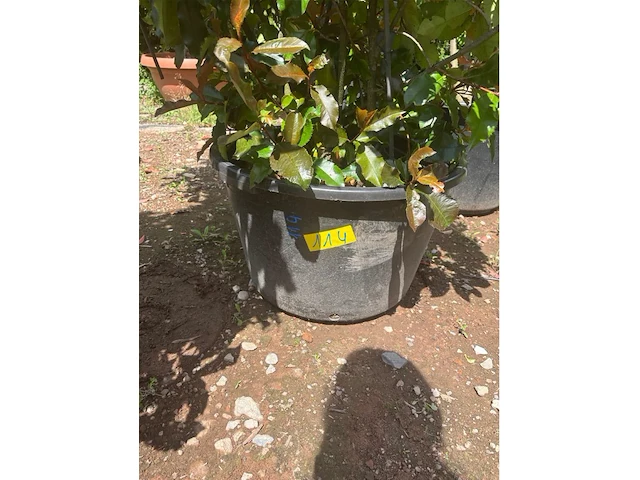 Photinia frasen red robin op rek - afbeelding 3 van  3