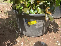 Photinia frasen red robin op rek - afbeelding 3 van  3
