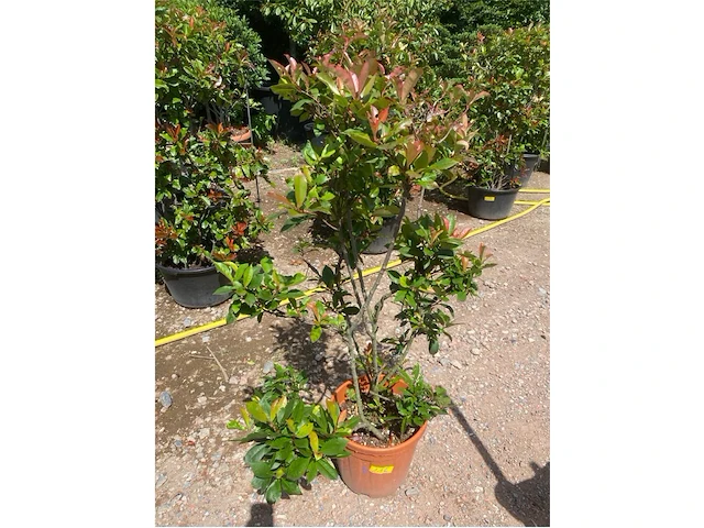 Photinia frasen red robin pompon - afbeelding 1 van  2