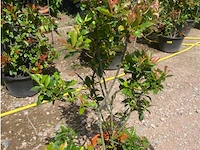 Photinia frasen red robin pompon - afbeelding 1 van  2