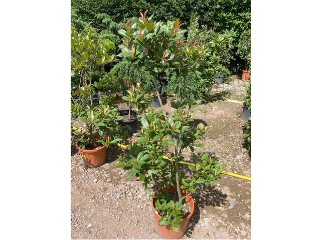 Photinia frasen red robin pompon - afbeelding 1 van  1