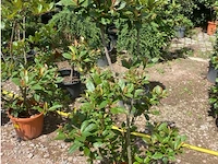 Photinia frasen red robin pompon - afbeelding 1 van  1