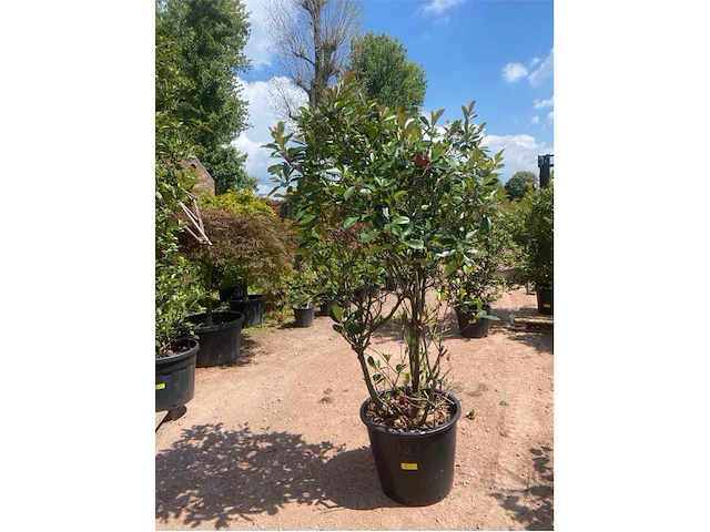 Photinia frasen red robin - afbeelding 1 van  2