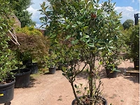 Photinia frasen red robin - afbeelding 1 van  2