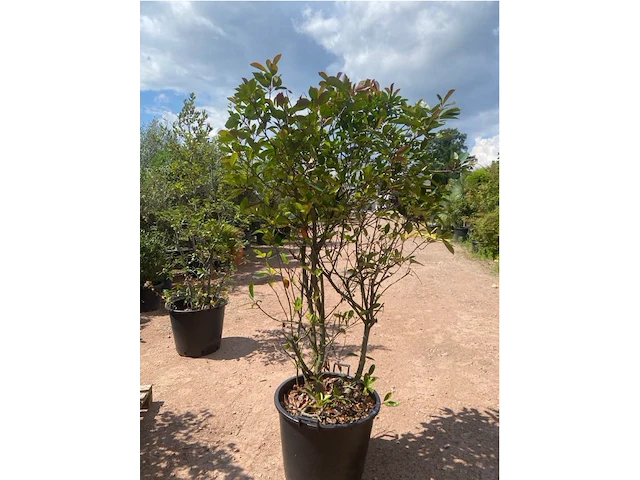 Photinia frasen red robin - afbeelding 2 van  2